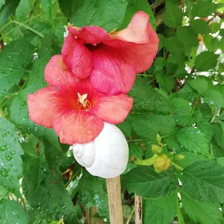 L'amarante Betschdorf